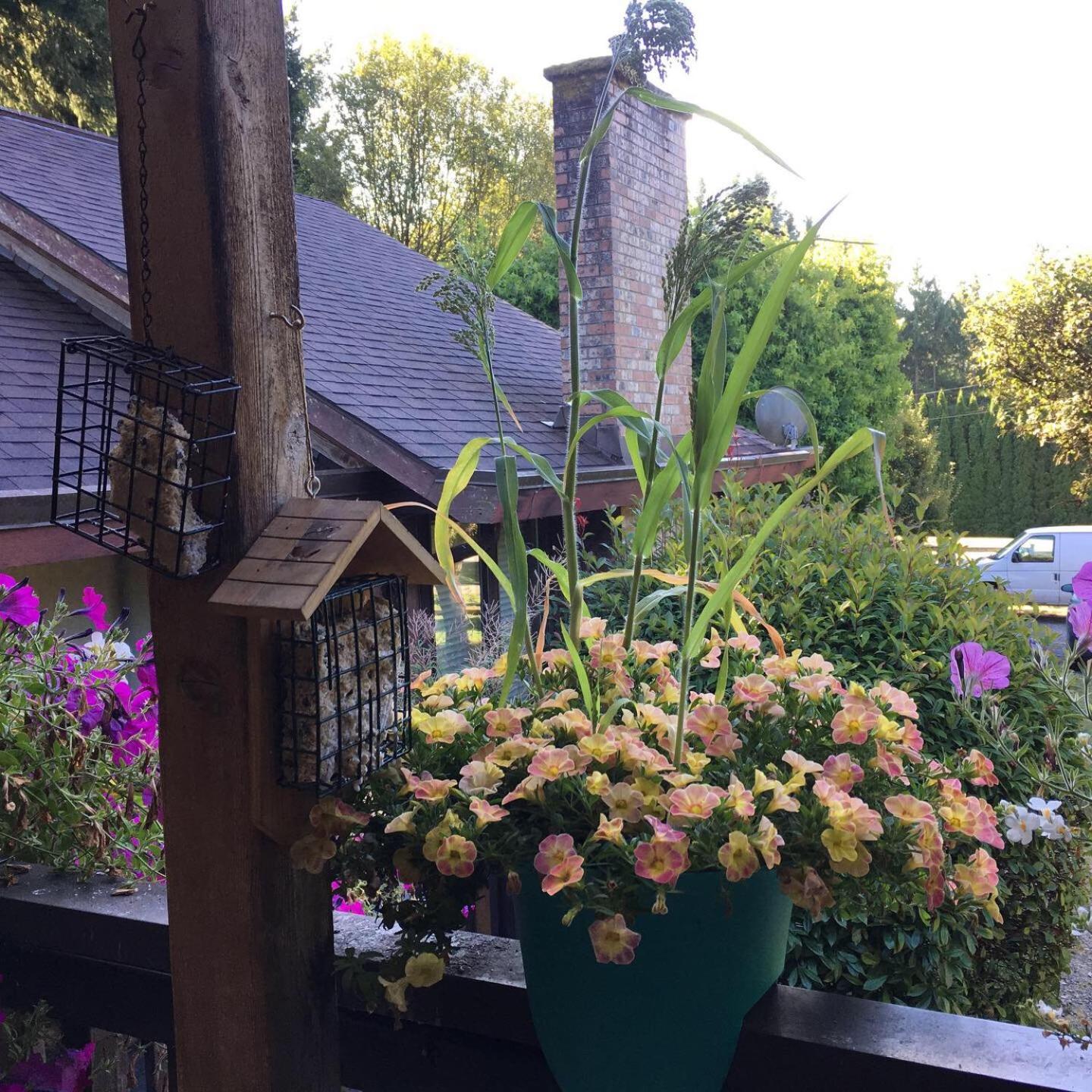 הוילה North Saanich Coles Bay Vacation Retreat מראה חיצוני תמונה